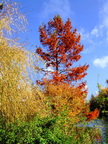 couleur bord de loir