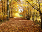 sous bois 1