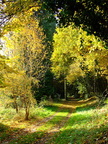 sous bois bord de loir 1