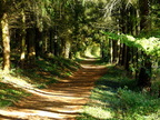 sous bois bord de loir 2