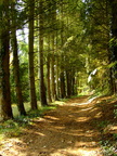 sous bois bord de loir