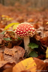 Automne